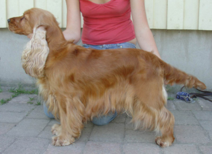Wilma
